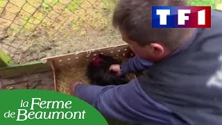 La Ferme de Beaumont dans lémission Reportages sur TF1 [upl. by Llirrem]