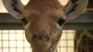 Baby giraffe up close [upl. by Aikym]