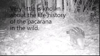 Rare wildlife footage pacarana [upl. by Eelinnej]