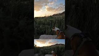 Great View Dog 🌵🐕🐾 Bodhi amstaff dog puppy entertainment nature video shorts [upl. by Hepsoj341]