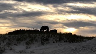 Maryland  Assateague Island National Seashore 2019 [upl. by Einahpet551]