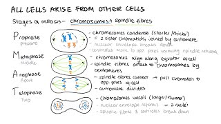 The cell cycle mitosis cancer mitotic index practical binary fission  A Level Biology AQA [upl. by Halilahk]