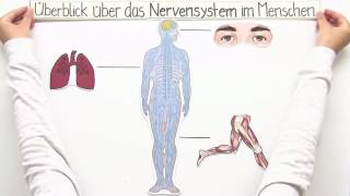 ZENTRALES UND PERIPHERES NERVENSYSTEM  Biologie  Biologie des Menschen Mittelstufe [upl. by Gerrie]