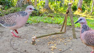 Easy Way to Bird trap from natural garden [upl. by Ylrebnik]