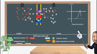 Das Aktionspotential  Erklärung und Anwendungsbeispiele in Klausuren Neurobiologie Oberstufe [upl. by Evannia600]