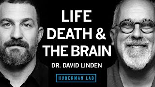 Dr David Linden Life Death amp the Neuroscience of Your Unique Experience [upl. by Vashtia]