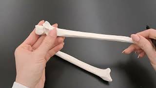 Anatomy of the Ulna  Anatomy of the Radius  Made EASY [upl. by Keil568]