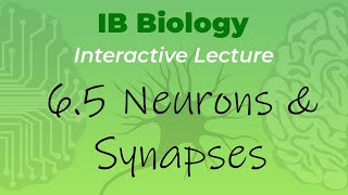 IB Biology 65  Neurons amp Synapses  Interactive Lecture [upl. by Ashlan]