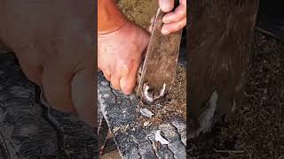 Horse hoof cutting horse hoof satisfying farrier farrierlife oddlysatisfying equestrian foal [upl. by Gitt]