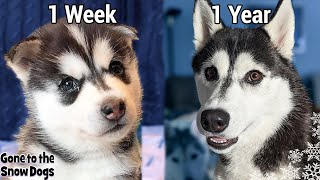 My Husky Puppy Growing Up 1 Week to 1 Year  Unseen Clips [upl. by Yelwah]