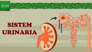 SISTEM URINARIA filtrasi absorbsi sekresi biology urinarysystem excretorysystem [upl. by Nalani]