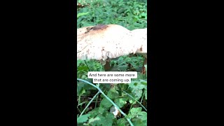 Paul Stamets with Parasol mushrooms [upl. by Cadel156]