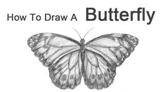 How to Draw a Butterfly [upl. by Biagi181]