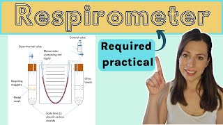 Alevel Biology RESPIROMETER AQA required practical How to measure the rate of respiration [upl. by Ynabe844]