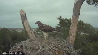 Juvenile Redtailed Hawk on Windy Savannah Afternoon  Oct 5 2016 [upl. by Nwahsar]