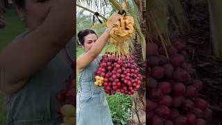 Unique way of cultivating date palm [upl. by Ruella550]