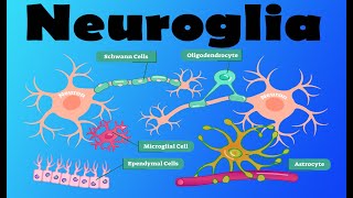 Neuroglia [upl. by Ailis583]