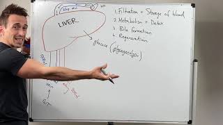 Liver Functions [upl. by Michi]