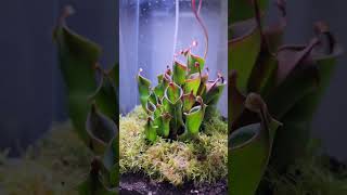 Heliamphora Bograrium carnivorousplants [upl. by Davenport951]