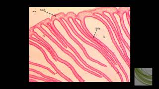 ORGANISM SLIDE Coprinus [upl. by Norra]