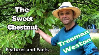 Sweet Chestnut Tree Identification Castanea sativa Features and Facts [upl. by Annyrb329]