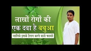 बथुआ Goosefoot खाने के इन फायदों से होंगे आप अनजान  Acharya Balkrishna [upl. by Vassily]