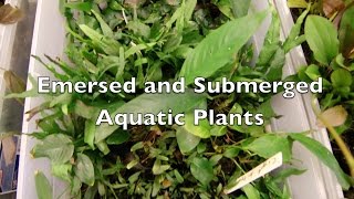 Emersed and Submerged Aquatic Plants [upl. by Onahpets]