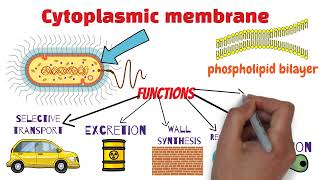 Microbiology 309  Mini Lecture 2 [upl. by Feenah978]