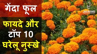 गेंदा फूल के फायदे और टॉप 10 घरेलू नुस्खे  genda phool ke fayde  marigold flower uses in hindi [upl. by Aicirpac]