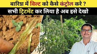 बारिश में विल्ट को कैसे कंट्रोल करे । Fusarium Wilt Control [upl. by Costanzia641]