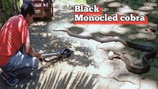 monocled cobra rescue in bahadur charali tsk snake saver [upl. by Yolande968]