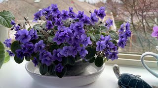 Gray Turtle Violets  2021 Holiday Blooms  Part 2 [upl. by Leuqim]