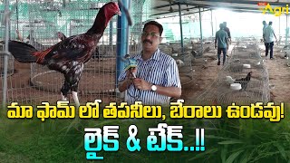 Breeds Of Pandem Punjulu  మా ఫామ్ లో తపనీలు బేరాలు ఉండవు లైక్ amp టేక్ Tone Agri [upl. by Naida]