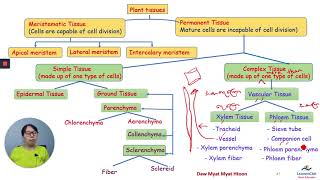 Chapter 2 Part 33 Plant tissues Complex Tissues [upl. by Accem443]