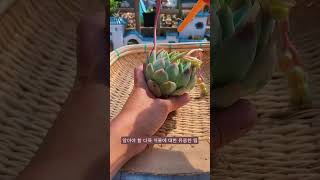 알아야 할 다육 식물에 대한 유용한 팁 suculentas succulent 다육이들 多肉植物 shorts [upl. by Armanda]