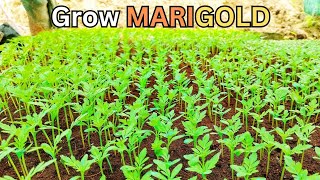 How to grow MARIGOLD easily  गेंदा आसानी से कैसे उगाएं gardening marigoldplant plants garden [upl. by Oicinoid]