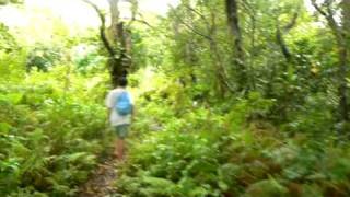 Bosky pralesem  Barefoot in tropical forest Tanna Vanuatu [upl. by Arick]