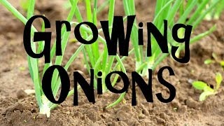 How to Plant Grow amp Harvest Onions from Start to Finish [upl. by Yuh16]