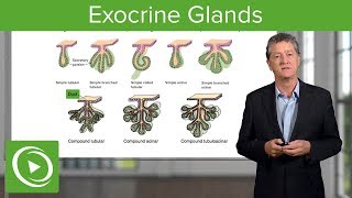 Exocrine Glands – Histology  Lecturio [upl. by Yelraf]