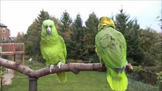 Guyanese Parrot Comedy [upl. by Ranip]