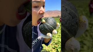 Beautiful Landscape of Pumpkin 🎃🎃 Farm  Sweet Pumpkin shorts satisfying youtubeshorts [upl. by Ayoj]