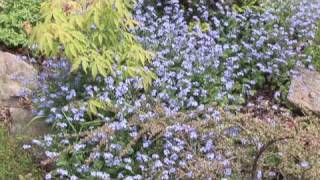 Adding Color to the Garden with ForgetMeNots [upl. by Esdnil214]