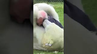 Man Helps A Polar Bear Whose Tongue Was SlicedAnimalsshorts [upl. by Tselec]