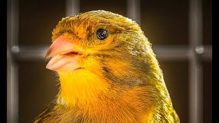 Canary Singing  1Master Training Video [upl. by Charteris]