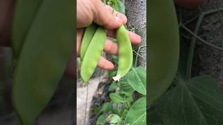 harvesting peas from the garden shorts satisfying asmr [upl. by Purpura373]