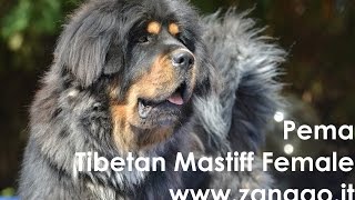 Tibetan Mastiff  Pema  beautiful female  wwwzangaoit [upl. by Saref504]