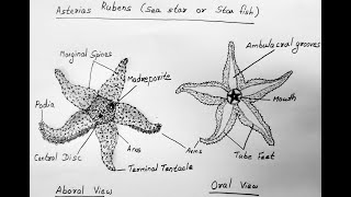 STAR FISH DIAGRAM [upl. by Hansen]