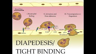 L37 Extravasation Diapedesis Understanding the Molecular Mechanisms Part 2 [upl. by Horn]