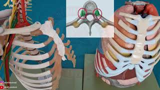 Columna Vertebralis ve Thorax Eklemleri ve Ligamentleri [upl. by Maillliw524]