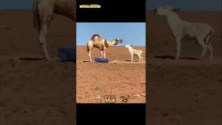 TUYA VS ESHAK Jangni ko‘ring va izox qoldiring 🐪🐪🐪🐎🐎🐎 [upl. by Kurland]